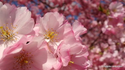 河口湖畔の桜