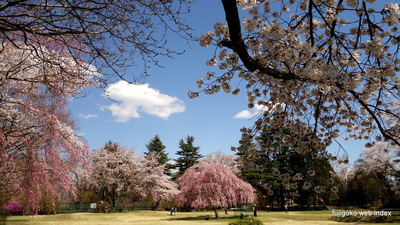 富士ビューホテル庭園の桜