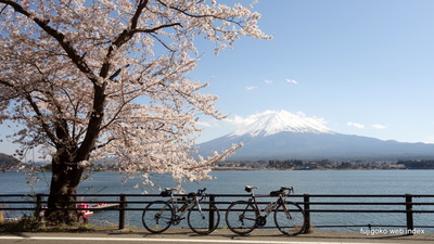 桜めぐりには自転車がサイコー