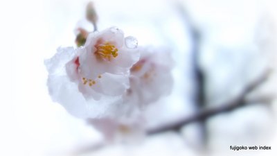 雪中桜