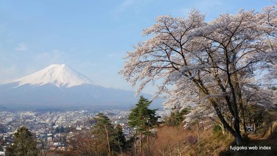 桜の季節に