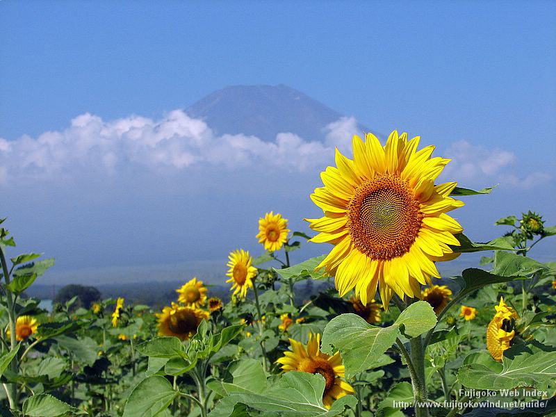 富士五湖webインデックス 壁紙 ちゃりblog たくさん咲いてます 山中湖花の都公園