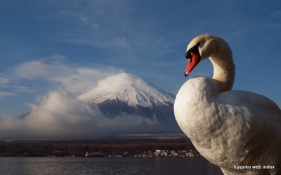 お久しぶりの白鳥
