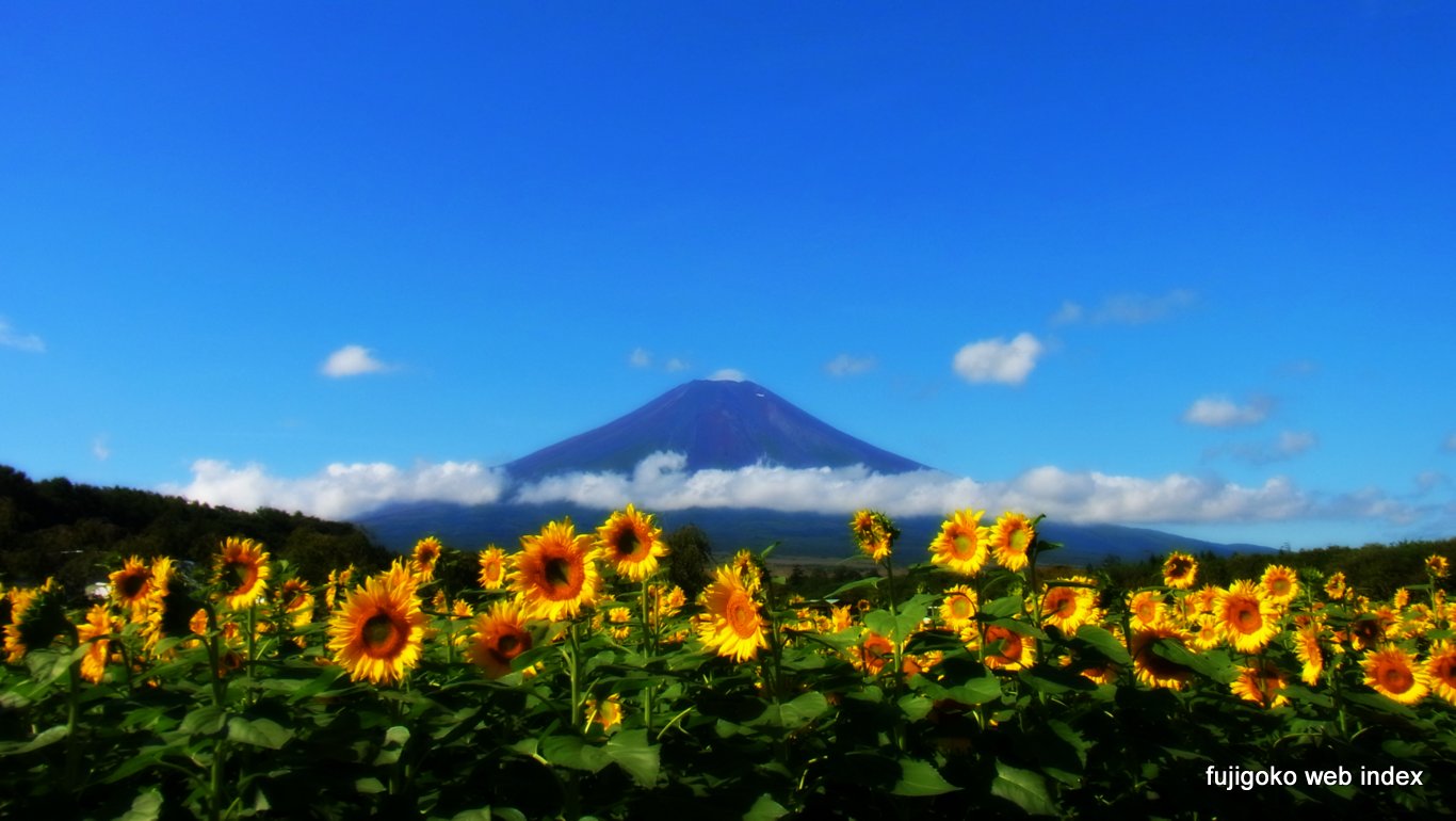 富士五湖webインデックス 壁紙 ちゃりblog 夏の名残のひまわり